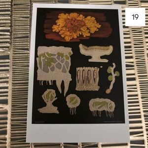Single Postcard Art Print w/ Vintage Imagery - Botany - Flower Seeds 19